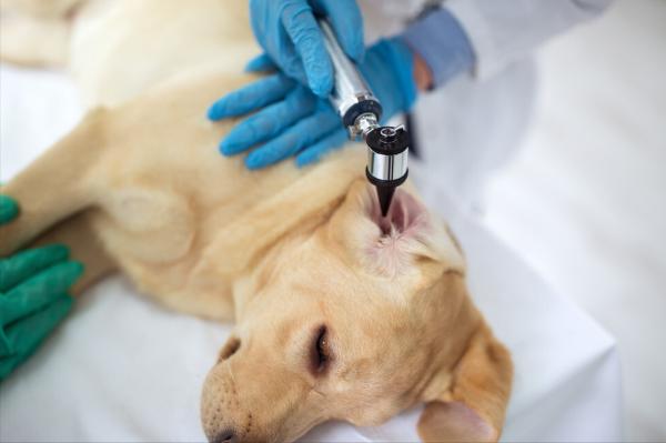 拉布拉多體臭怎麼解決？