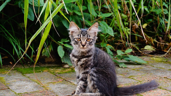 寵物的各種結石,小石頭大痛苦 寵物的各種結石,小石頭大痛苦
