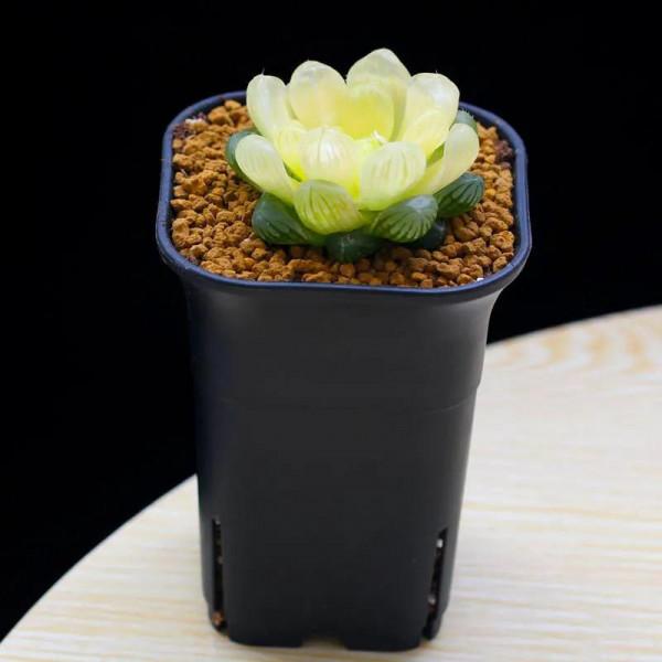 神奇的大自然之多肉植物！竟然很多都沒見過！太神奇了！（下）