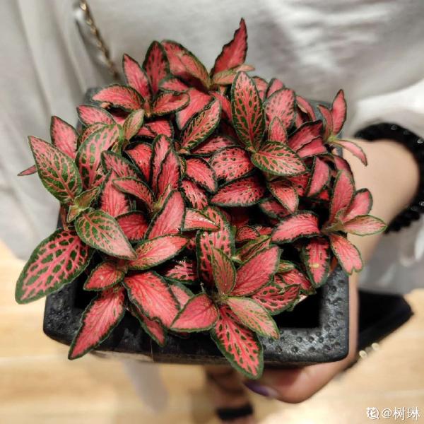 綠蘿都過時了,6種彩色葉子花,隨便一棵都美成油畫 綠蘿都過時了,6種彩色葉子花,隨便一棵都美成油畫