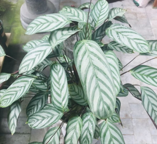 她家從不養綠蘿，就養4種“顏值花”，葉子比花還好看