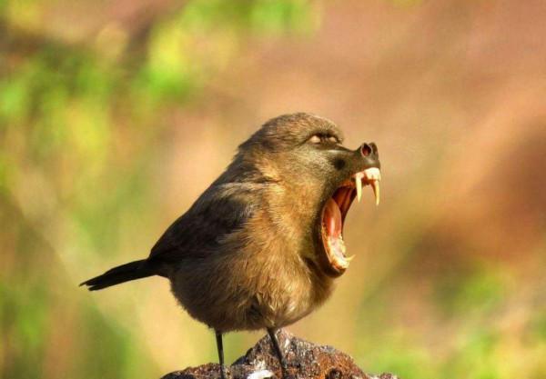 野生動物也會雜交，其後代有多慘？是否該禁止動物雜交？