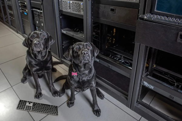 萌化了!2022年紐約警犬日曆,感謝守護城市的小英雄們 萌化了!2022年紐約警犬日曆,感謝守護城市的小英雄們