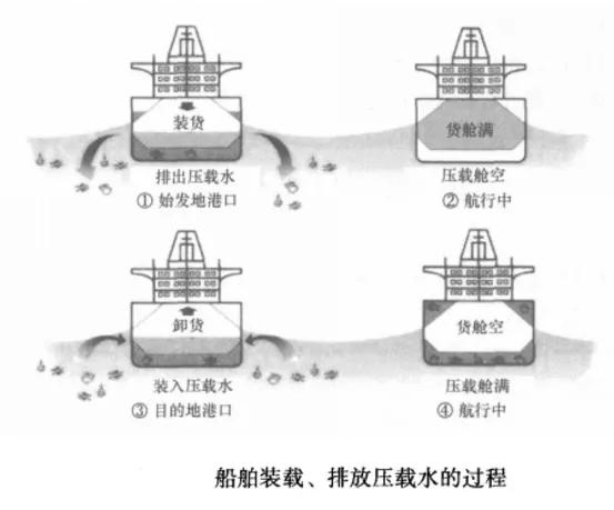 全民公敵！脈紅螺入侵黑海“氾濫成災”，急需中國吃貨幫忙