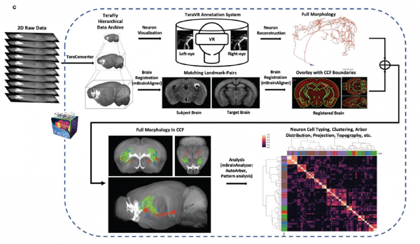 AI技術新應用：重構神經元破解大腦的“奧秘”