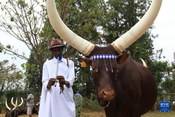 盧安達長角“神牛” 盧安達長角“神牛”