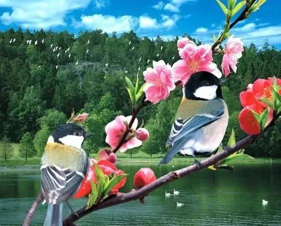分享圖片&mdash;&mdash;喜鵲報喜鳥，喜事來咱家