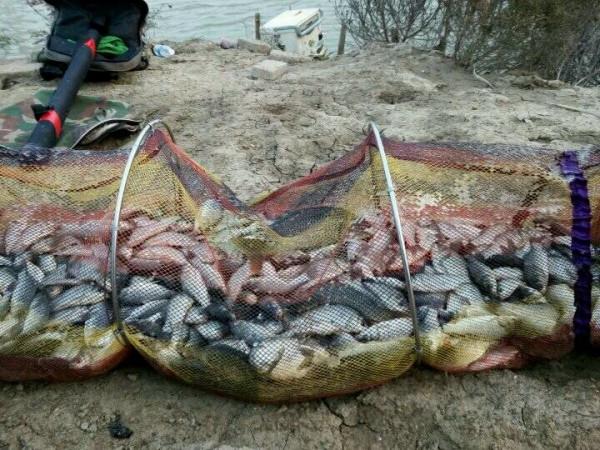 為啥釣魚人大多不喜歡吃魚,看完這幾個原因就知道為什麼了 為啥釣魚人大多不喜歡吃魚,看完這幾個原因就知道為什麼了