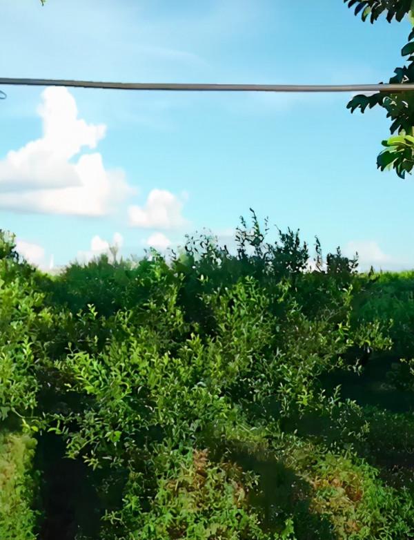 51歲港星定居內地開果園，佔地兩百畝產量超百萬斤，曾是金牌綠葉