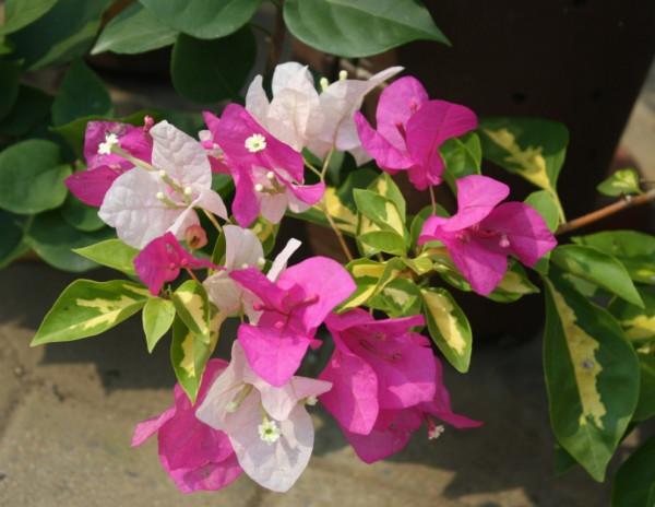 品種大全丨奼紫嫣紅的三角梅,驚豔你的可不是它的花…附品種介紹 品種大全丨奼紫嫣紅的三角梅,驚豔你的可不是它的花…附品種介紹