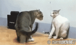 練拳時胯、肩、體腔形體鬆開的感覺