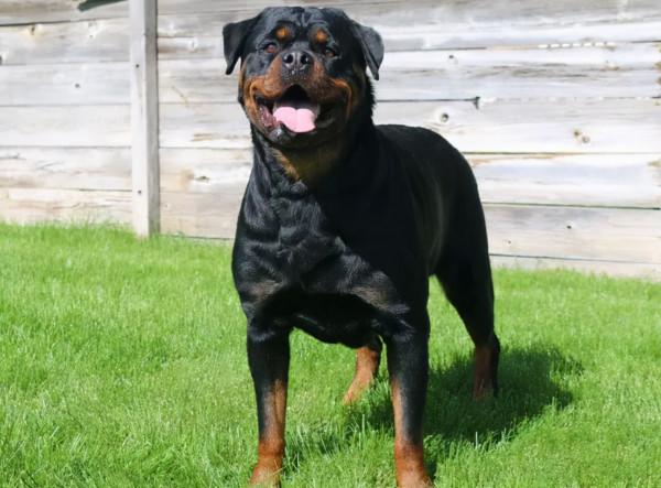 世界上最兇猛的十種狗