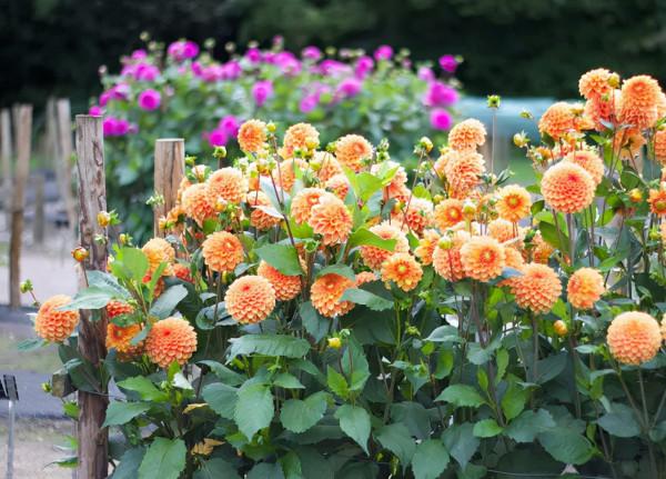 大麗花扦插方法，一盆變十盆，成活率100%