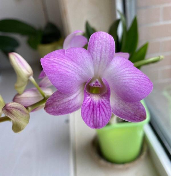 陽臺光照不足，就養這4種花，很好看驚豔、花也很多、綠植環繞