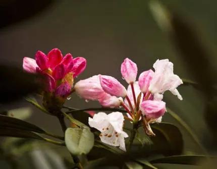 分享——杜鵑花