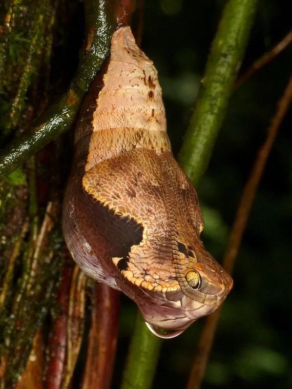 我把“最神奇蝴蝶”這一票投給了它