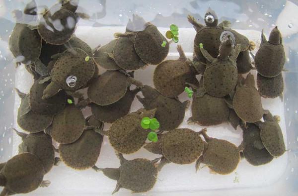 70後大叔陳靜濤，仿野生養殖甲魚，絕地翻身年銷6000萬