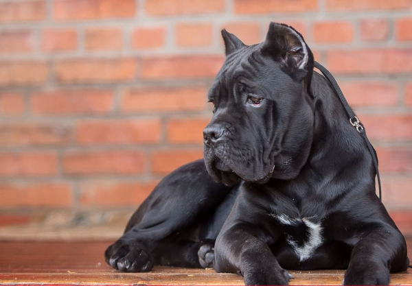 這幾種狗“死腦筋”，一輩子只認一位主人