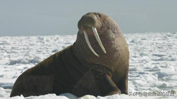 液體貓咪之謎：為什麼說貓都是液體？這竟然是被證明過的科學結論