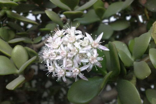 養玉樹用這5個技巧,不僅生長速度快,還能長得株壯葉肥 養玉樹用這5個技巧,不僅生長速度快,還能長得株壯葉肥