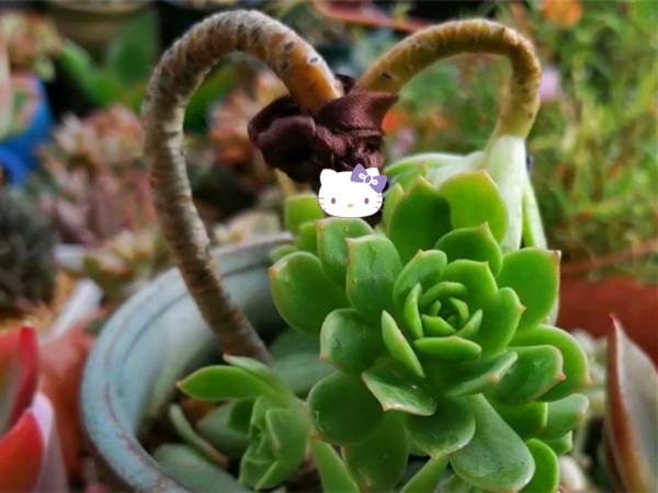 秋天換種方式養多肉，少施肥多澆水，養出爆頭小手捧，老樁大長腿