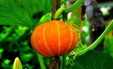 種植南瓜不結瓜怎麼辦?老瓜農教你幾招,南瓜一茬一茬結滿藤 種植南瓜不結瓜怎麼辦?老瓜農教你幾招,南瓜一茬一茬結滿藤