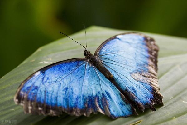 亮眼的藍色翅膀會給閃蝶帶來危險嗎? 亮眼的藍色翅膀會給閃蝶帶來危險嗎?