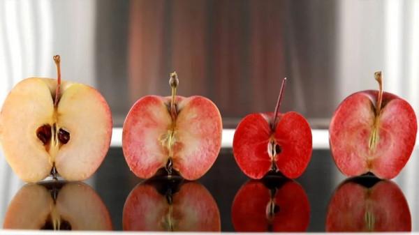 熱點 | 為找到最好吃的蘋果，科學家每天試吃上千個，還拿了國家級大獎