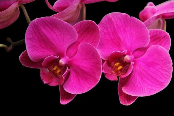 漂亮的蝴蝶蘭大全，顏色各異、姿態萬千