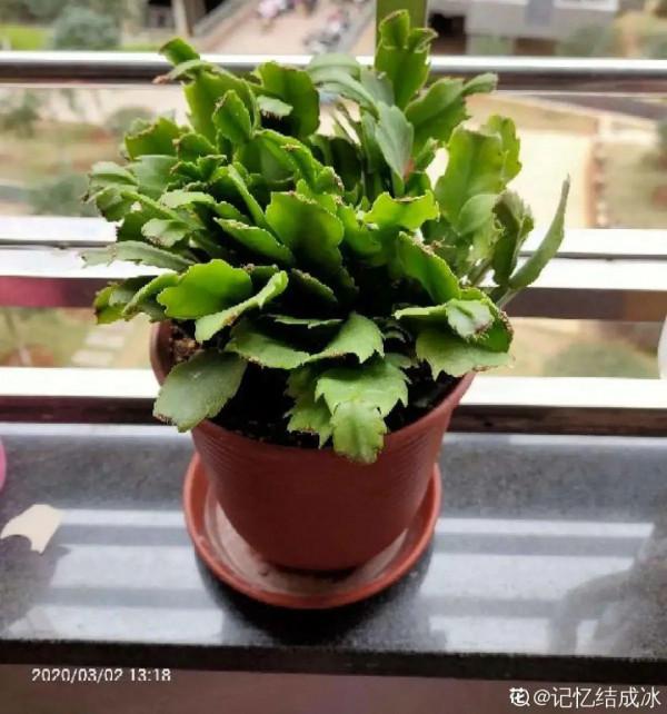 7種花有個小機關,找對位置開啟它,新芽爆滿盆 7種花有個小機關,找對位置開啟它,新芽爆滿盆