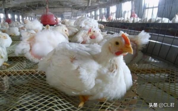 ​白菜、蘿蔔持續走高,肉雞一跌再跌,大蝦也來湊熱鬧,咋回事 ​白菜、蘿蔔持續走高,肉雞一跌再跌,大蝦也來湊熱鬧,咋回事