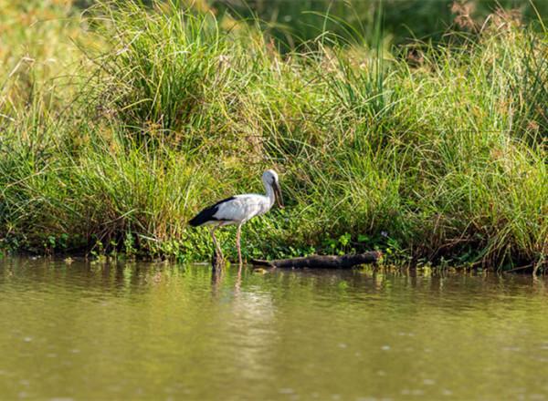 聊齋故事：萬物有靈性，飛鳥也會報仇，切莫輕易傷害