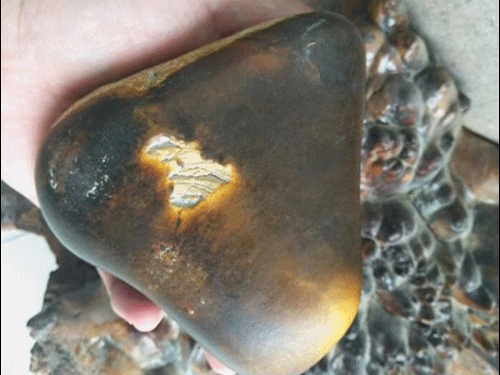 切料驚魂:幾十萬元的紅皮白肉眨眼間就虧光了 切料驚魂:幾十萬元的紅皮白肉眨眼間就虧光了