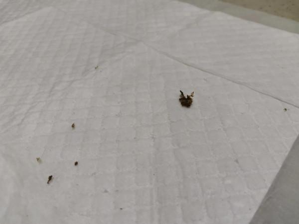 暫時毀容小貓咪求用藥方法 暫時毀容小貓咪求用藥方法