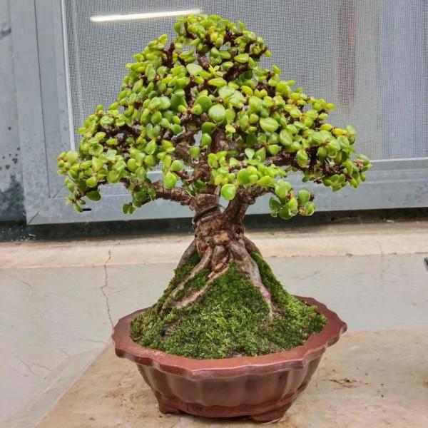 金枝玉葉黃葉掉葉,掌握一招,葉綠花繁,顏值高 金枝玉葉黃葉掉葉,掌握一招,葉綠花繁,顏值高