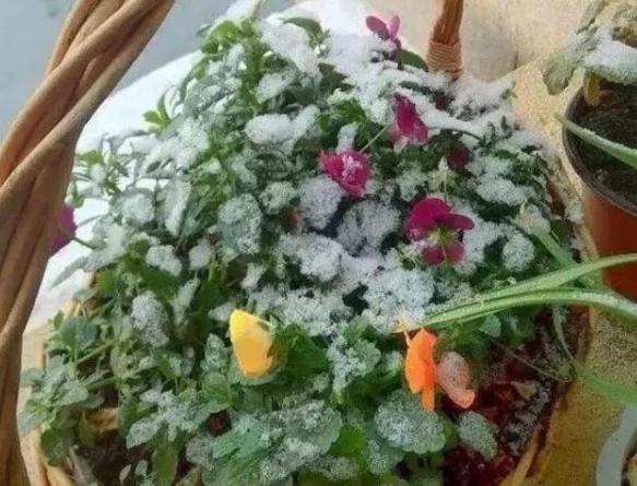 8種“漂亮花”,好看不怕冷,大雪覆蓋下,也能開大花 8種“漂亮花”,好看不怕冷,大雪覆蓋下,也能開大花