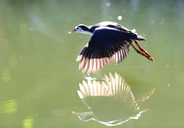 惠州西湖萌寵記⑧|白麵水雞：我和東坡有段緣