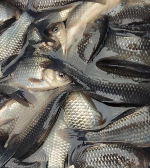 老釣魚人提醒秋冬季釣魚上魚有“窗囗期”,抓住時機上魚不難 老釣魚人提醒秋冬季釣魚上魚有“窗囗期”,抓住時機上魚不難