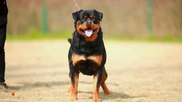 你可以永遠相信“羅威納”，它們絕對不會背叛你