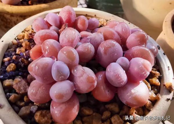 秋天剛種的多肉可以放室外嗎？當然可以，但有4個“不能”要注意