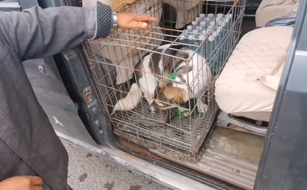 河南:170,懷孕狗狗上狗肉車,為了多賣10塊錢,大爺跑了40裡地 河南:170,懷孕狗狗上狗肉車,為了多賣10塊錢,大爺跑了40裡地