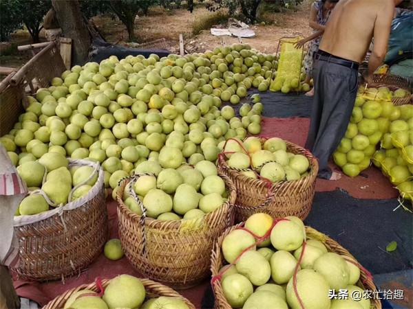 剛進入採收期，收購商突然不來了，6萬噸果子面臨延期，果農著急