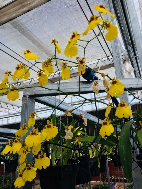 這個冬天,你應該去一趟廣西之崇左玉林靖西 這個冬天,你應該去一趟廣西之崇左玉林靖西