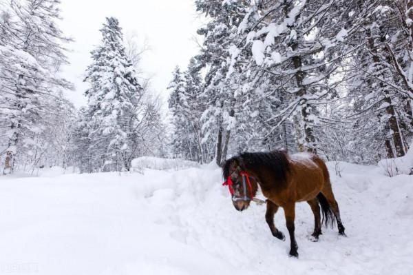 日本人的人情觀念 日本人的人情觀念