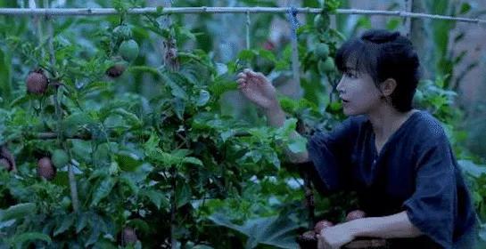 李子柒傳播的十大東方文化十首詩（前五），她與薇婭你更喜歡誰？