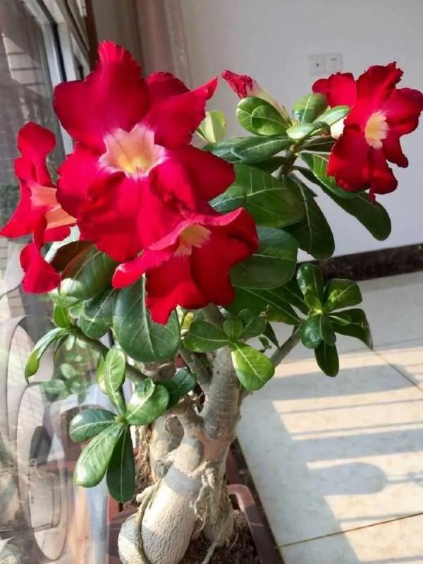 花多多2號和磷酸二氫鉀,統稱為“促花神器”,哪一種更好? 花多多2號和磷酸二氫鉀,統稱為“促花神器”,哪一種更好?