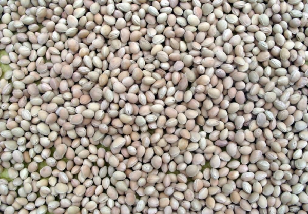 吃完的果核不要丟,入藥有這些療效 吃完的果核不要丟,入藥有這些療效