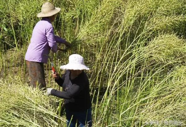 我那可敬、可愛、勤勞、質樸的孃親,永遠是我人生路上的指路明燈 我那可敬、可愛、勤勞、質樸的孃親,永遠是我人生路上的指路明燈