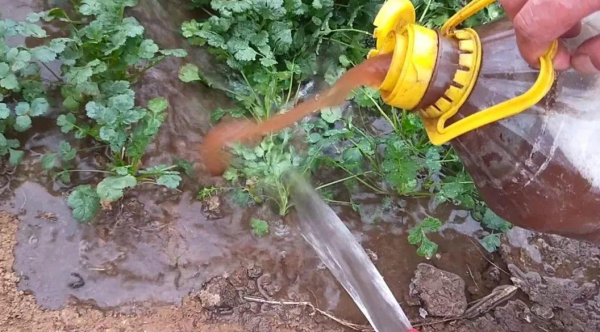 果皮發酵水不可亂用，掌握正確的使用方法和注意事項才行