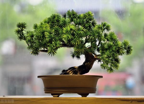 盆景藝術塑美態,別出心裁融好時 盆景藝術塑美態,別出心裁融好時